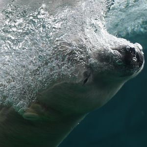 Hudson diving into the pool - 1/7/20
