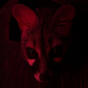 Small-spotted genet in Desert's Edge - 1/7/20