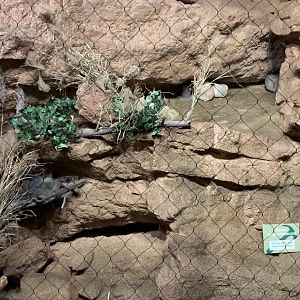 Almost complete ocelot exhibit in Desert's Edge