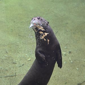 Giant River Otter