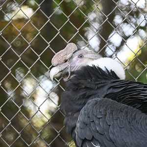 Andean Condor