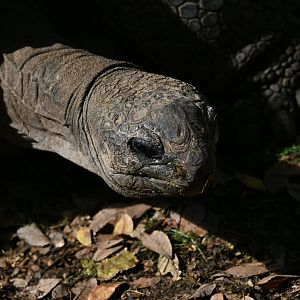 Aldabra Tortoise