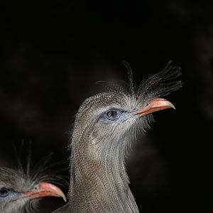 Red Legged Sereima