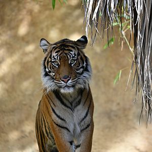 Sumatran Tiger