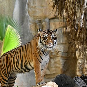 Sumatran Tiger