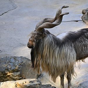 Tadjik Markhor