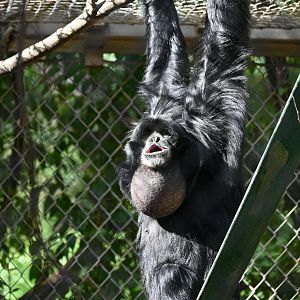 Siamang