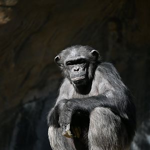 Chimpanzee