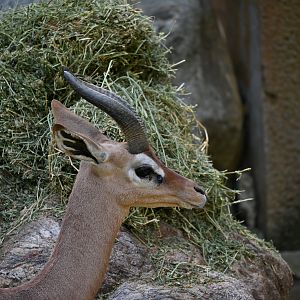 Gerenuk