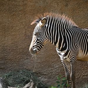Grevy’s Zebra