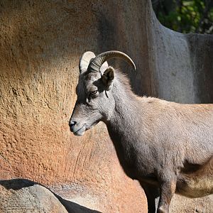 Desert Bighorn Sheep