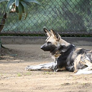 African Wild Dog
