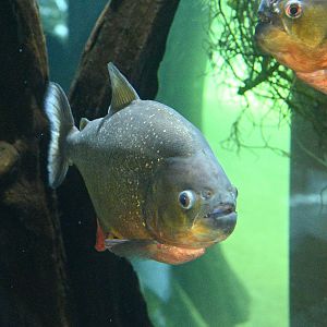 Red Bellied Piranha