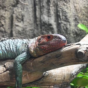 Caiman Lizard