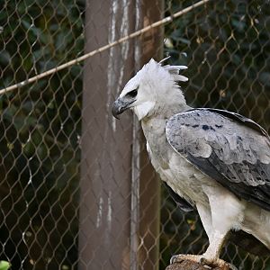 Harpy Eagle
