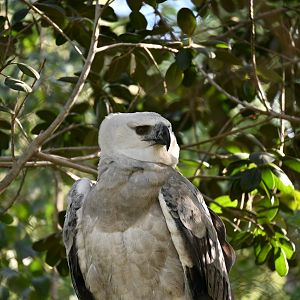 Harpy Eagle
