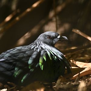 Nicobar Pigeon