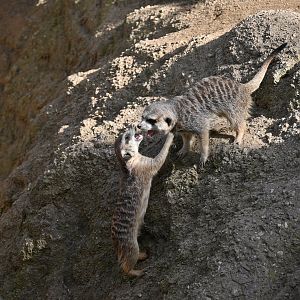 Meerkats