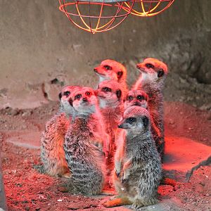 Meerkats (Suricata suricatta) - "Afrika Sambesi"