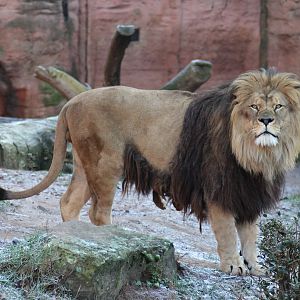 Barbary lion (Panthera leo leo) - "Afrika Sambesi"