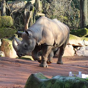Eastern black rhinoceros (Diceros bicornis michaeli) - "Afrika Sambesi"