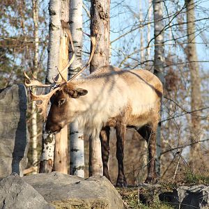 Woodland caribou (Rangifer tarandus caribou) - "Yukon Bay"