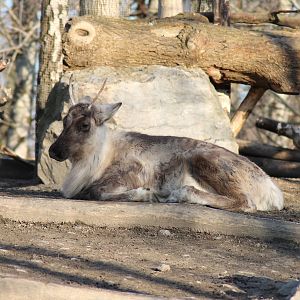 Woodland caribou (Rangifer tarandus caribou) - "Yukon Bay"