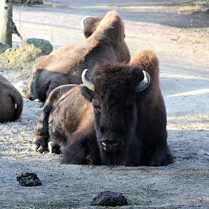 Wood bison (Bison bison athabascae) - "Yukon Bay"