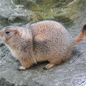 Black-tailed prairie dog (Cynomys ludovicianus) - "Yukon Bay"