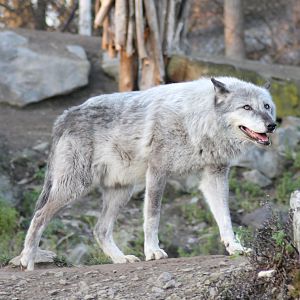 Northwestern wolf (Canis lupus occidentalis) - "Yukon Bay"