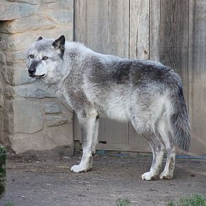 Northwestern wolf (Canis lupus occidentalis) - "Yukon Bay"