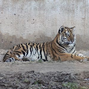 Siberian tiger (Panthera tigris altaica) - "Indischen Dschungelpalast"