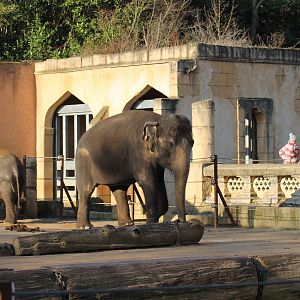 Asian elephant (Elephas maximus) - "Indischen Dschungelpalast"