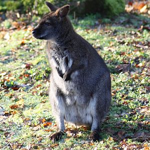 Red-necked wallaby (Macropus rufogriseus) - "Australian Outback"