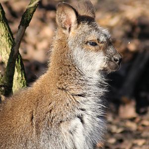 Red-necked wallaby (Macropus rufogriseus) - "Australian Outback"