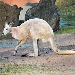 Red kangaroo (Macropus rufus) - "Australian Outback"