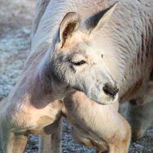 Red kangaroo (Macropus rufus) - "Australian Outback"