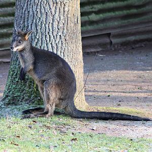 Swamp wallaby (Wallabia bicolor) - "Australian Outback"