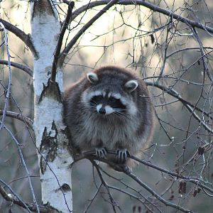 Raccoon (Procyon lotor) - "Yukon Bay"