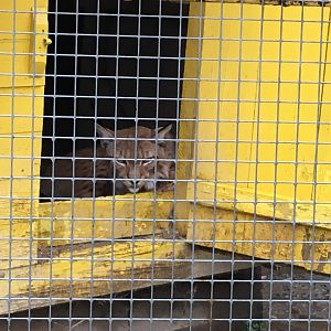 Eurasian Lynx at Piatra Neamț Zoo