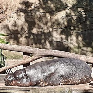Pygmy Hippo