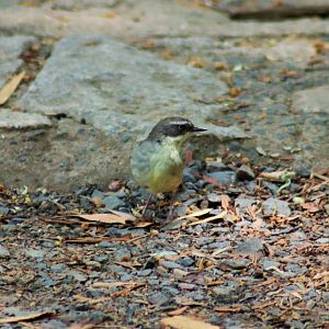 White-browed Scrubwren (Sericornis frontalis)