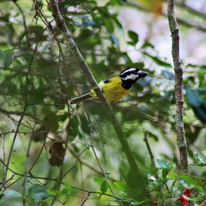 Crested Shrike-tit (Falcunculus frontatus)