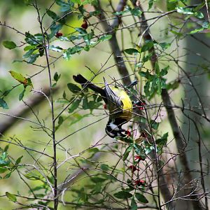 Crested Shrike-tit (Falcunculus frontatus)