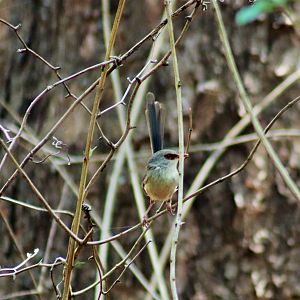 Variegated Fairy Wren (Malurus lamberti)