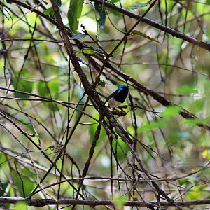 Variegated Fairy Wren (Malurus lamberti)