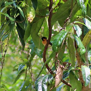 Spectacled Monarch (Symposiachrus trivirgatus)