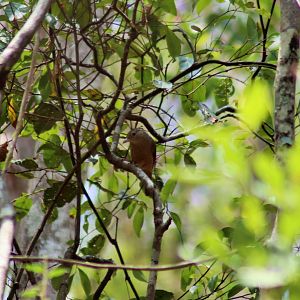 Little Shrike Thrush (Colluricincla megarhyncha)