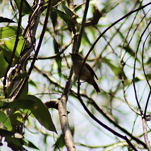 Brown Thornbill (Acanthiza pusilla)
