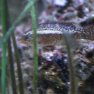 Unknown Atlantic Fish